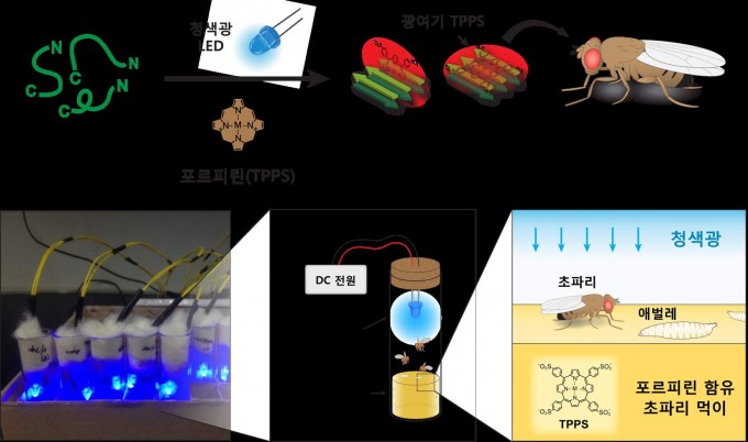 연구진이 초파리에게 포르피린을 먹인 뒤 청색 LED 광을 쬐었더니 베타-아밀로이드 단백질 응집을 억제하는 것으로 나타났다. - KAIST 제공
